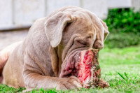 Un gros chien en train de mâcher un os charnu