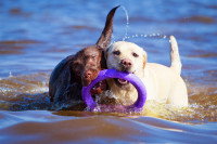 Deux chiens jouent ensemble avec un frisbee sur la plage