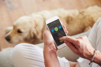 Chien sensible aux sonneries : comment réagir ?