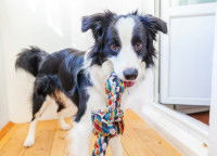 Proposer davantage d’activités au chien