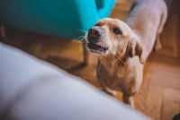 La réaction du chien par curiosité ou par réflexe