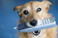 Peut-on apprendre à son chien à apporter le téléphone ?