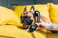 Le chien reconnaît-il la voix de son maître au téléphone ?