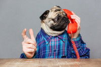 Un chien au téléphone ?