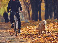 Un homme fait du vélo avec son chien dans la forêt