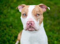 Que faire si mon chien ne mange plus ?