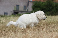 Un chiot blanc fait caca dans le jardin