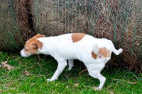 Un chien fait ses besoins dans un champ