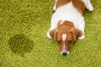 Un petit chien a fait ses besoins sur le tapis