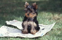Un petit chien assis sur un journal dans le jardin