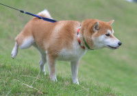 Un Shiba Inu fait ses besoins dans le jardin