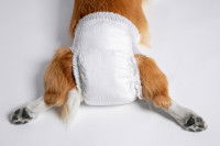 Un petit chien porte une couche