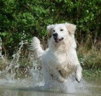 Stimuler son chien