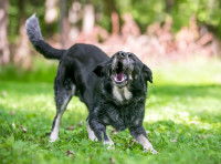 Chien noir courbé sur un pelouse qui aboie