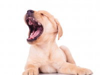 Chiot Labrador couché qui baille