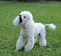 Caniche sur une pelouse qui aboie