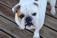 Pitbull sur le plancher qui regarde vers l'objectif