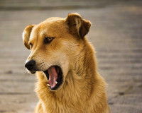 Chien brun clair qui ouvre la gueule et penche la tête