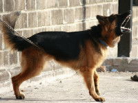 Un Berger Allemand qui aboie