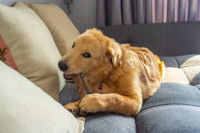 Comment empêcher son chien de cacher ou enterrer de la nourriture ?