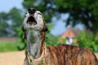 Un L&eacute;vrier Galgo hurle dans un jardin
