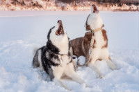 Deux Huskys Sib&eacute;riens hurlent dans la neige