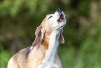 Un chien hurle dans un jardin