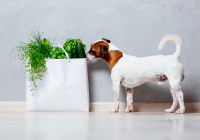 Un petit chien renifle un panier de légumes