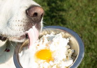 Un chien lèche une gamelle contenant un oeuf et du fromage blanc