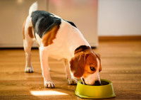 Un Beagle glouton mange son repas à toute vitesse