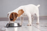 Un chiot Jack Russel mange dans sa gamelle