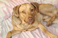 Un chien fatigué allongé sur le lit