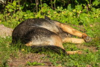 Un Berger Allemand dort couch&eacute; dans l'herbe