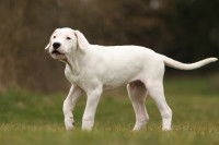 Un chiot Dogue Argentin grogne en remuant la queue