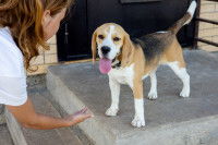 Un chien Beagle remue la queue devant sa ma&icirc;tresse