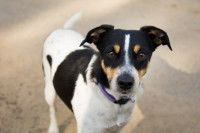 Un chien stress&eacute; regarde l'objectif