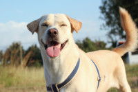 Un Labrador tr&egrave;s heureux avec la queue dress&eacute;e