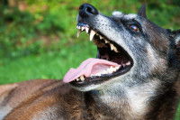 Un chien a la gueule ouverte