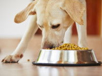 Un chien Labrador mange des croquettes dans sa gamelle