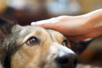 Un homme caresse son chien pour le rassurer