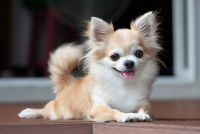 Un Chiahua couché sur le sol avec un grand sourire