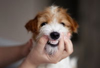Un homme fait sourire un petit chien avec les doigts