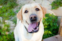Un Labrador dans le jardin sourit à son maître