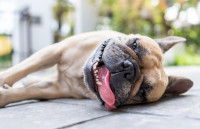 Un French Bulldog avec un sourire couché sur la terrasse