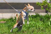 Un Chihuahua tire sur sa laisse dans un jardin