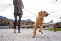 Une femme tente de retenir son chiot qui tire