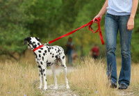 Une femme tient un Dalmatien en laisse