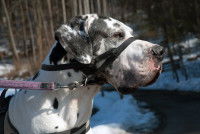 Un Dogue Allemand avec un licol