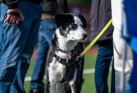 Un chien avec un harnais anti-traction au milieu d'un groupe de gens
