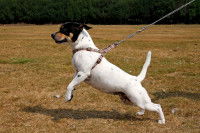 Un petit chien tire comme un fou sur sa laisse